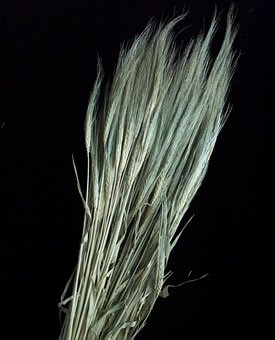 Dried Flowers-Barley