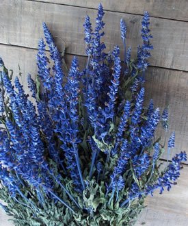 Dried Flowers-Blue Salvia -