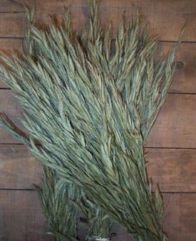Dried Flowers-Bromus formus - Brome Grass