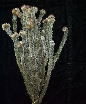 Dried Flowers-Buck Foliage