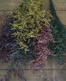 Dried Flowers-aspia - Preserved - Misty