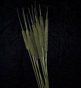 Dried Flowers-Cat-Tails - dyed