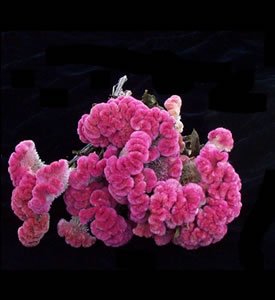 Dried Flowers-Celosia Cockscomb - Cockscomb