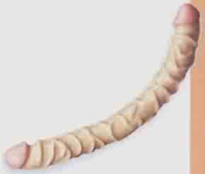 Raging 18" Double Dong Double Head Dildo