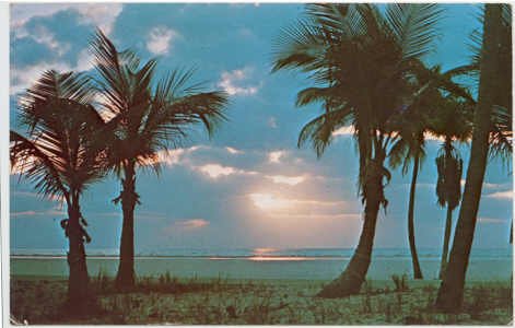 Florida Palm Trees at Sunrise Postcard Florida Natural Color #0057