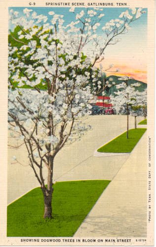 Springtime Dogwood trees in Bloom Main St, Gatlinburg, TN Postcard #0214