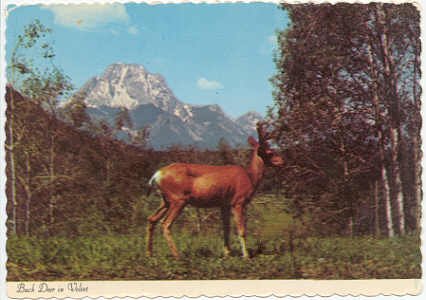 Buck Mule Deer in Velvet Postcard Mountain Scene #0087