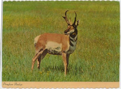 Pronghorn Antelope on the American Prairie Chrome Postcard #0092