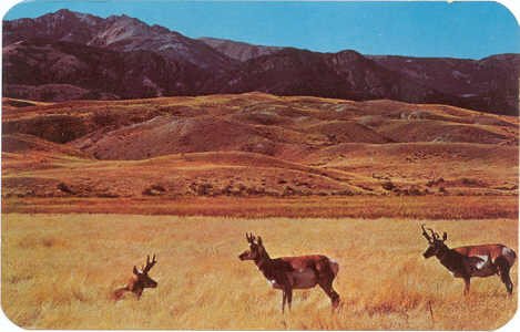 Antelope on the Prairies of Wyoming Postcard #0089