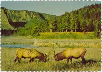 Bull Elks Engage in Combat American Prairie scene Postcard #0086