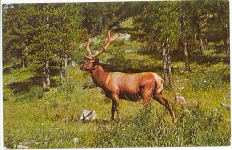 Male Elk in American woodland scene Chrome Postcard #0093