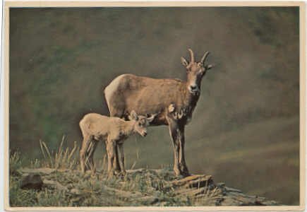Sheep - Mother & Kid high in the Rockies Chrome Postcard #0091