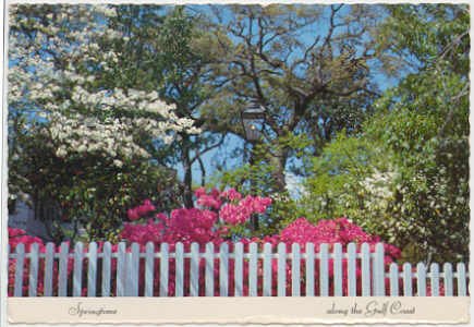 Springtime along the Gulf Coast - Azaleas and Dogwoods Chrome Postcard #0083