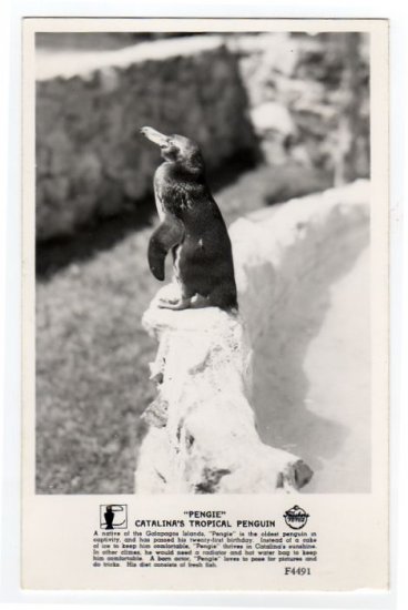 "PENGIE" Catalina's Tropical Penguin Catalina Bird Park CA Postcard RPPC Frashers #0302