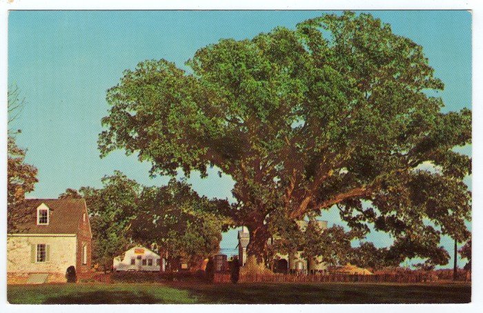 The Wye Oak and Schoolhouse Wye Mills, MD postcard c. 1950s #0386