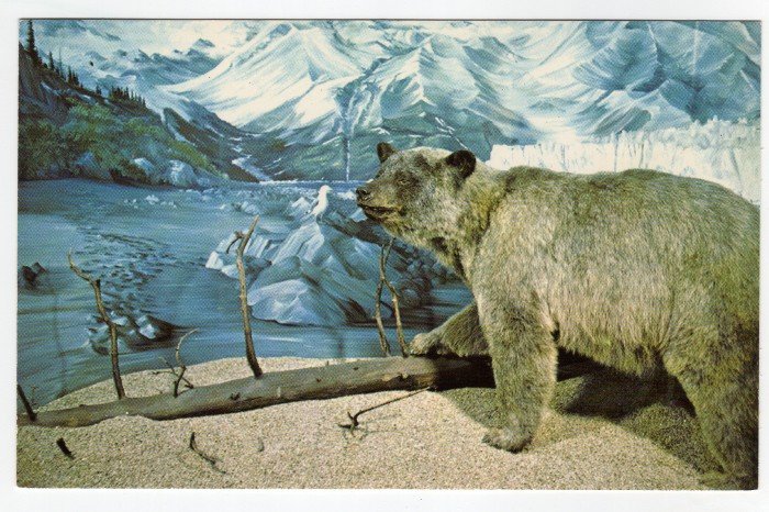 Glacier Bear - University of Alaska Museum Fairbanks, AK postcard #0397
