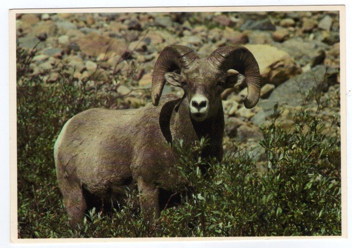 Big Horn Sheep Postcard Glacier National Park Montana Plastichrome Mark Duran photo