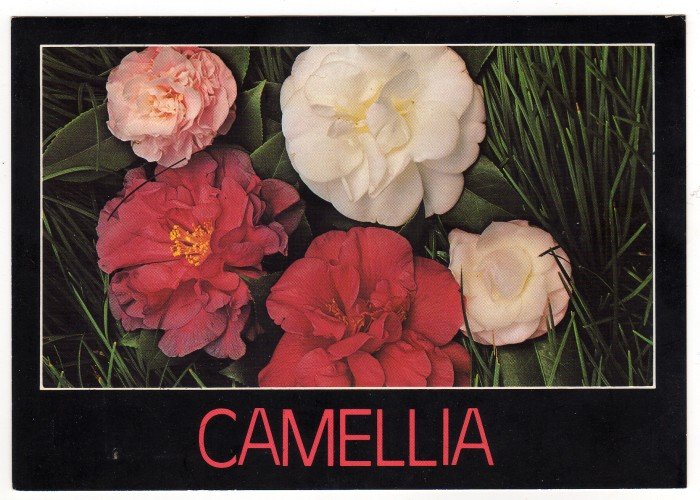 Camellia Varieties Postcard Charles and Joann Jordan Photo