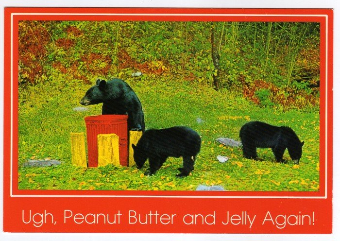 Black Bears Postcard Photo by Joyce L. Haynes
