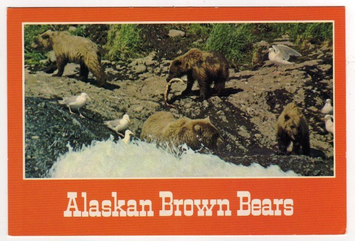 Alaskan Brown Bears fishing Postcard photo John S. Crawford