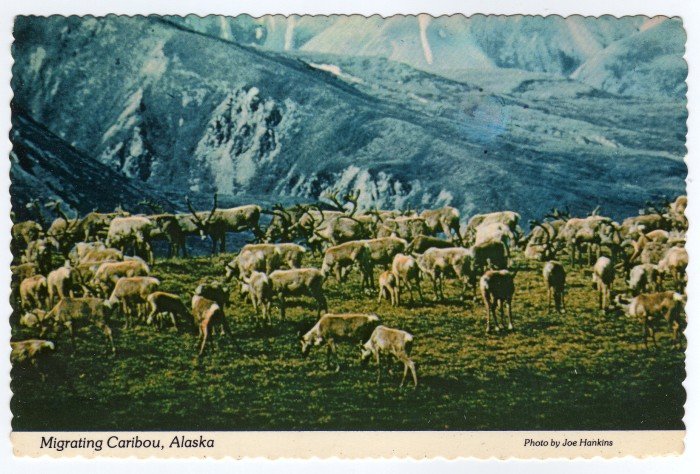 Migrating Caribou, Alaska Postcard photo Joe Hankins Plastichrome
