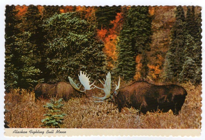 Alaskan Fighting Bull Moose Postcard "Alaska Joe" original 1970