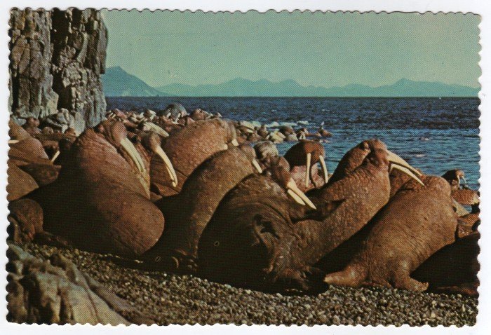 Walrus on Round Island Postcard photo Dr. Edward Bach "Alaska Joe" original 1976