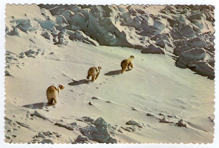 Polar Bear Mother and Cubs Postcard photo Lee Miller "alaska joe" original 1976