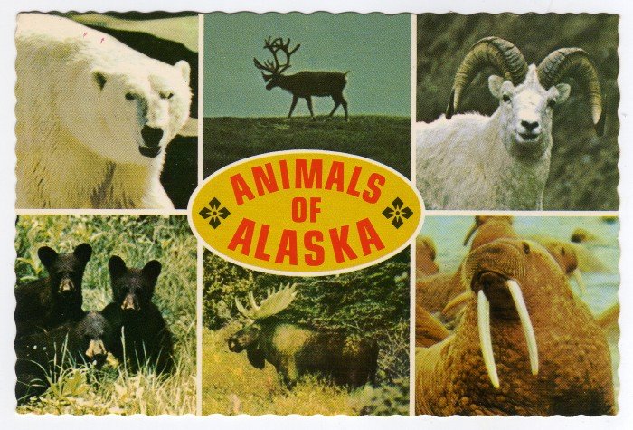Animals of Alaska multi-photo postcard Mike Roberts