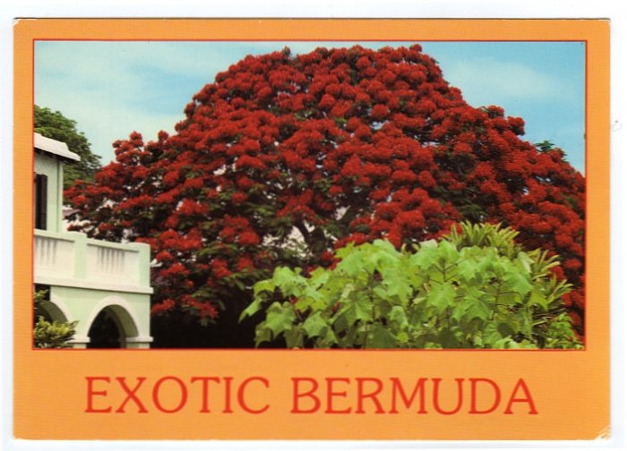 Exotic Bermuda postcard blooming poinciana tree Hamilton #0461