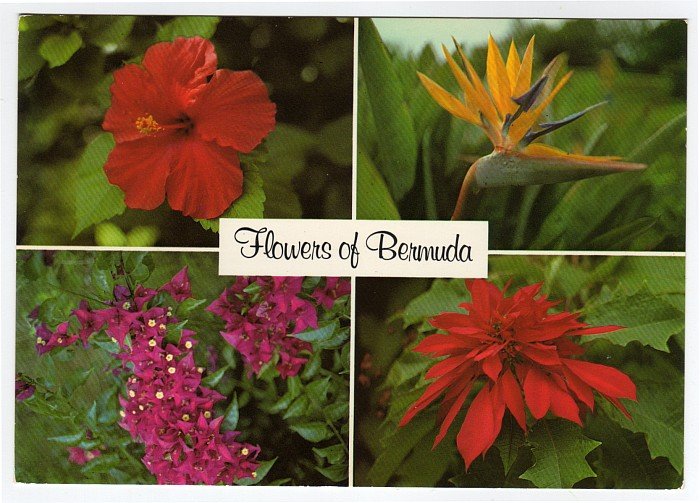 Flowers of Bermuda postcard Red Hibiscus, Bird of Paradise, Bougainvillaea, Poinsettia #0462