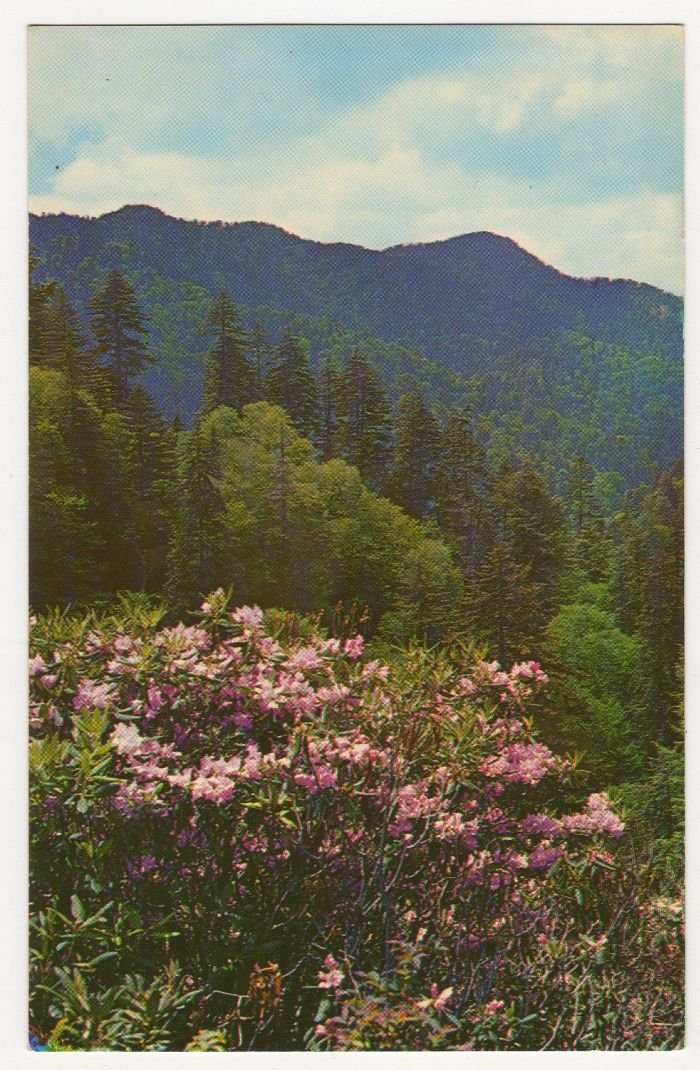 Rhododendron In Bloom Near Newfound Gap Great Smoky Mountains National Park TN 1960s