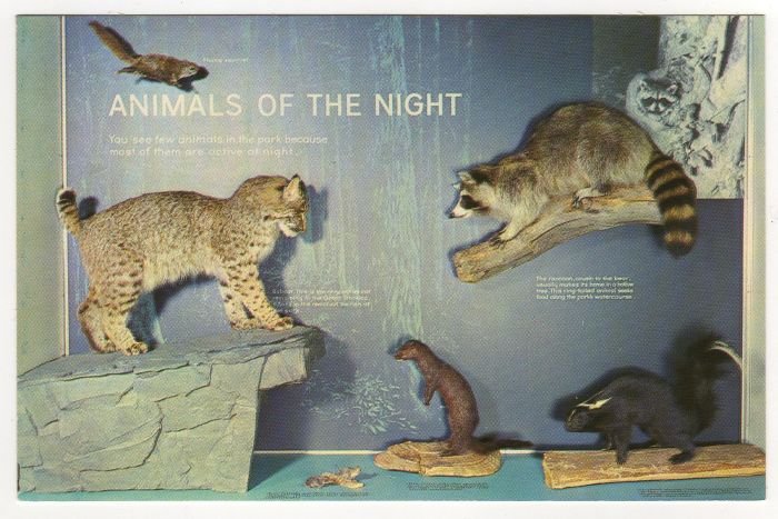 Animals of the Night Sugarlands Visitor Center Great Smoky Mountains National Park postcard TN