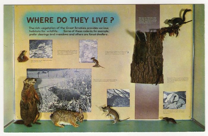 Where Do They Live? Sugarlands Visitor Center Great Smoky Mountains National Park postcard TN