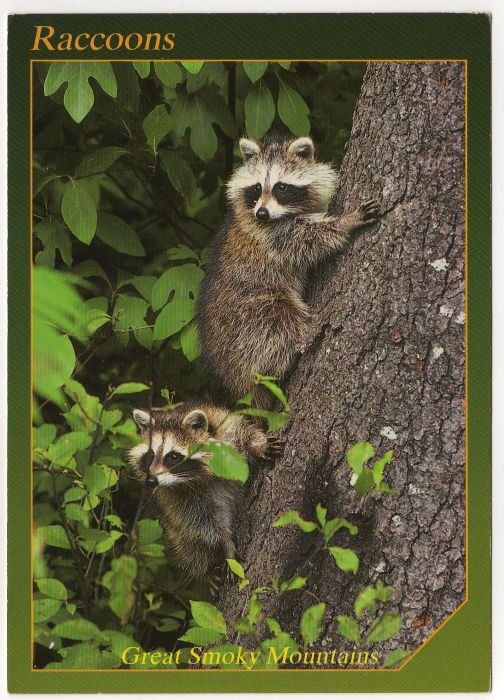 Raccoons - Animals of the Smokies - Great Smoky Mountains - APS Postcard Photo Alan Carey