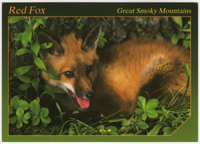 Red Fox - Animals of the Smokies - Great Smoky Mountains - APS Postcard Photo Alan Carey