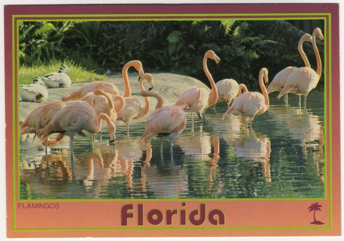Florida Pink Flamingos Postcard Photo by Werner J. Bertesh Scenic Florida Dist FL FLA #0530