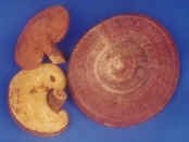 1 Kilo Dried Whole Reishi Mushroom Pack