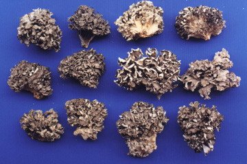 1 Kilo Dried Whole Maitake Mushroom Pack