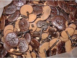 1 Kilo Dried whole Wild Reishi Mushroom Pack