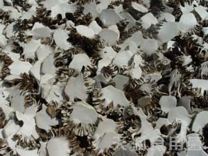 1 Kilo Dried Sliced Maitake Mushroom Pack
