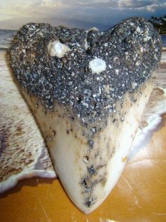 Rare 4 1/2" Pacific Ocean Fossil Megalodon Shark Tooth - New Caledonia - Polished - Free Large Stand