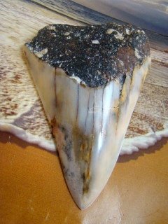 SOUTH PACIFIC 3 3/8" FOSSIL " MEGALODON SHARK " TOOTH RARE - NEW CALEDONIA - POLISHED TOOTH