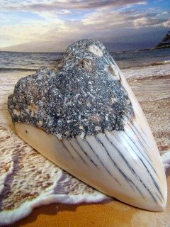 SOUTH PACIFIC 3 3/4" " MEGALODON " FOSSIL SHARK TOOTH RARE - NEW CALEDONIA - POLISHED TOOTH