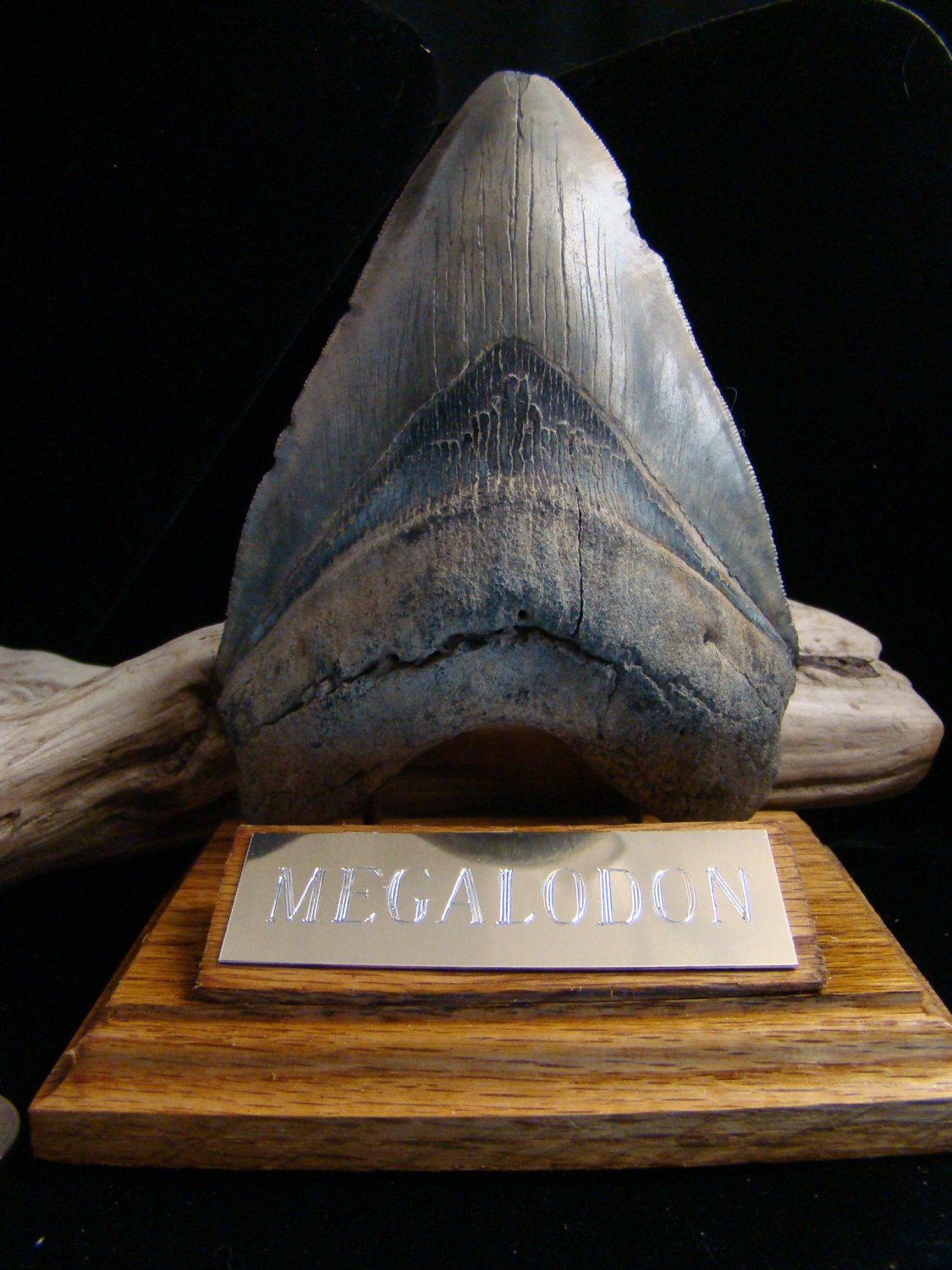 HUGE!! MEGALODON FOSSIL SHARK TOOTH 5 5/8"