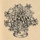 Gardening Tip - Christmas Cactus (ref: e1060g)