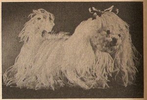 Crochet - Fluffy Dog (ref: e1124c)