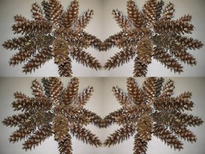 Pine Cones - 15 pine cones