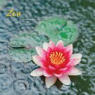 12 Zen Gardens Nature Oriental Scenes Posters Photos 12" X 12" Prints TO FRAME MAN CAVE
