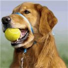 Gentle Leader Kit Large Dog Black